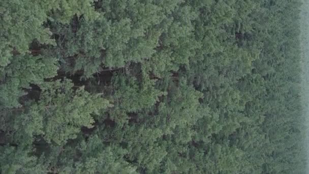 Vídeo vertical de la vista aérea del bosque de pinos, cámara lenta — Vídeo de stock