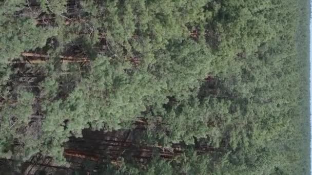 Vidéo verticale de la forêt de pins vue aérienne, ralenti — Video