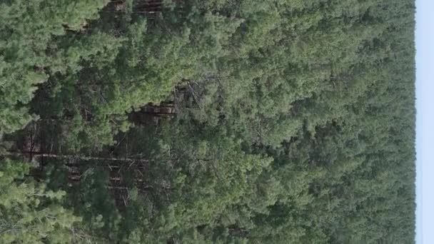 Vidéo verticale de la forêt de pins vue aérienne, ralenti — Video