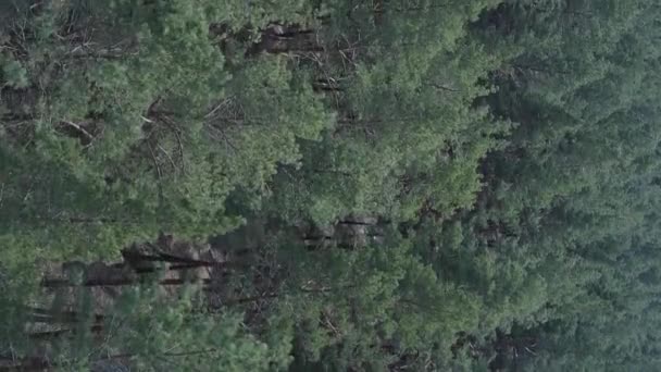 Вертикальное видео воздушного вида соснового леса, замедленная съемка — стоковое видео