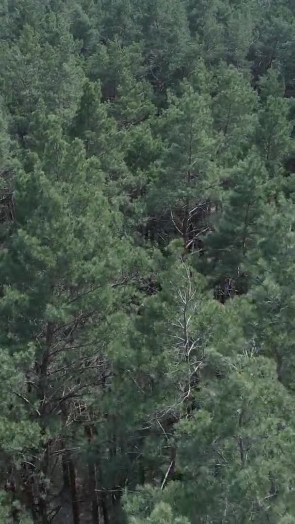 Vidéo verticale de la forêt de pins vue aérienne, ralenti — Video