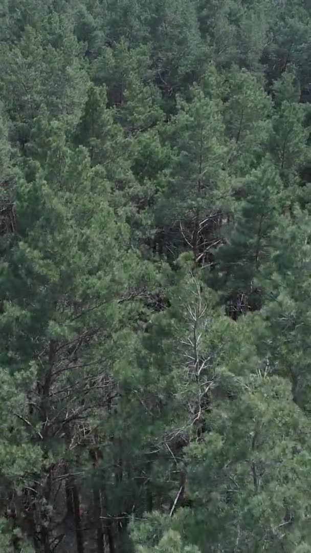 Vídeo vertical de la vista aérea del bosque de pinos, cámara lenta — Vídeo de stock