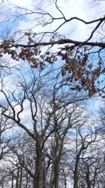 Ağaçlı ormanın dikey videosu yavaş çekimde.