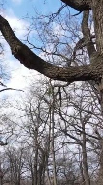 Ağaçlı ormanın dikey videosu yavaş çekimde.