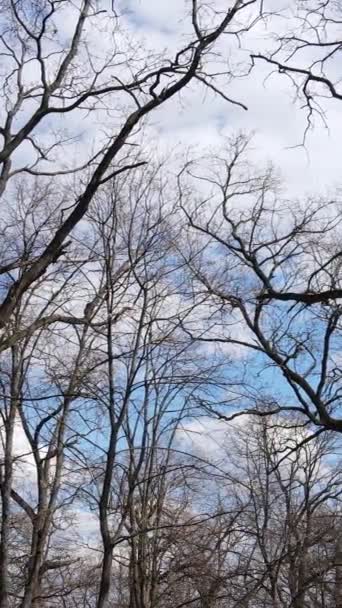 Vertikální video lesa se stromy bez listí zpomalení — Stock video