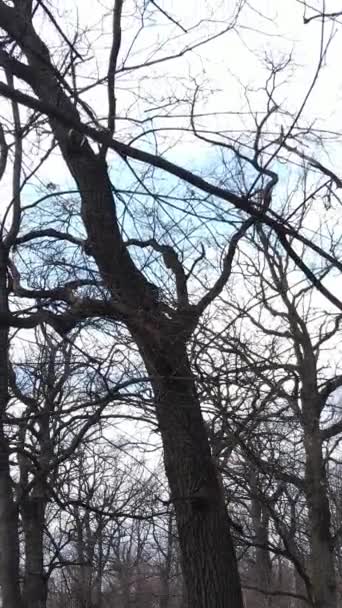 Verticale video van het bos met bomen zonder bladeren slow motion — Stockvideo