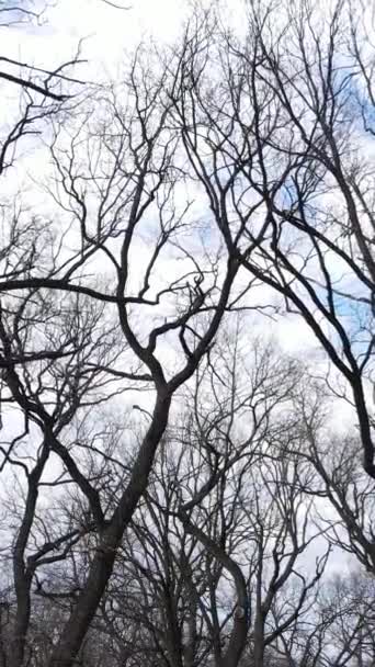 Vídeo vertical da floresta com árvores sem folhas em câmera lenta — Vídeo de Stock