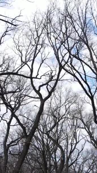 Vidéo verticale de la forêt avec des arbres sans feuilles au ralenti — Video