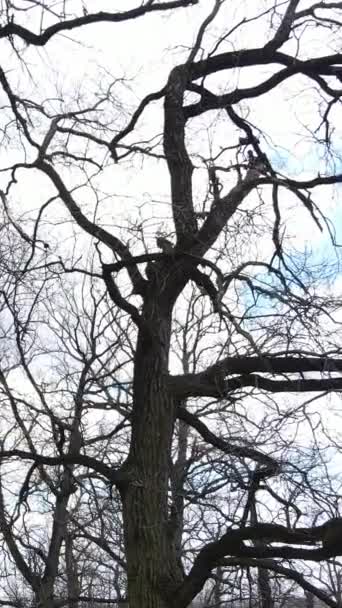 Vertikales Video des Waldes mit Bäumen ohne Blätter in Zeitlupe — Stockvideo