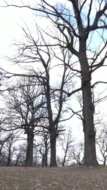 Vídeo vertical da floresta com árvores sem folhas em câmera lenta — Vídeo de Stock