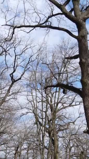 Vertical video of the forest with trees without leaves slow motion — Stock Video