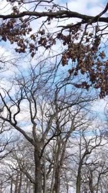 Ağaçların yapraksız olduğu ormanın dikey videosu