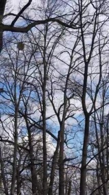 Ağaçların yapraksız olduğu ormanın dikey videosu