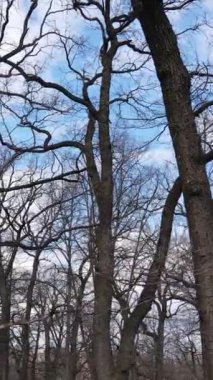 Ağaçların yapraksız olduğu ormanın dikey videosu