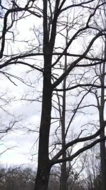 Ağaçların yapraksız olduğu ormanın dikey videosu