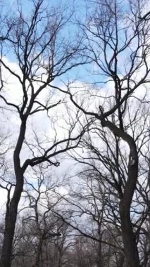 Ağaçların yapraksız olduğu ormanın dikey videosu