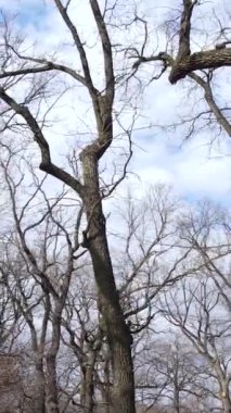 Ağaçların yapraksız olduğu ormanın dikey videosu