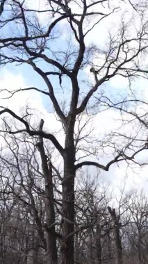 Ağaçların yapraksız olduğu ormanın dikey videosu