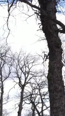 Ağaçların yapraksız olduğu ormanın dikey videosu