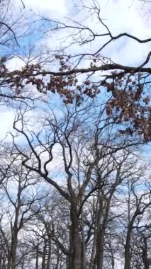 Ağaçların yapraksız olduğu ormanın dikey videosu