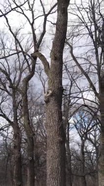 Ağaçların yapraksız olduğu ormanın dikey videosu