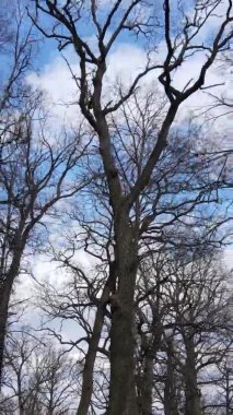 Ağaçların yapraksız olduğu ormanın dikey videosu