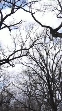 Ağaçların yapraksız olduğu ormanın dikey videosu