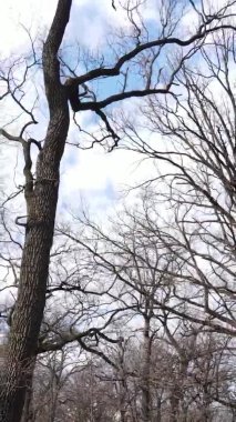 Ağaçların yapraksız olduğu ormanın dikey videosu