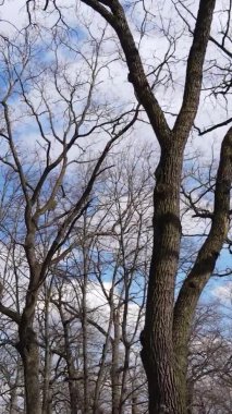 Ağaçların yapraksız olduğu ormanın dikey videosu