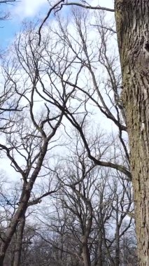 Ağaçların yapraksız olduğu ormanın dikey videosu