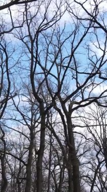 Ağaçların yapraksız olduğu ormanın dikey videosu