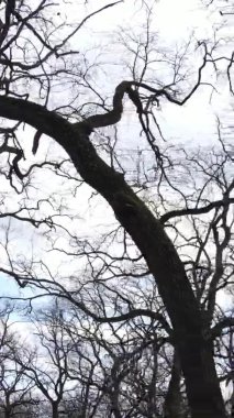 Ağaçların yapraksız olduğu ormanın dikey videosu