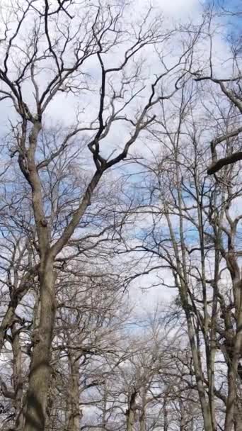 Vertikales Video des Waldes mit Bäumen ohne Blätter — Stockvideo