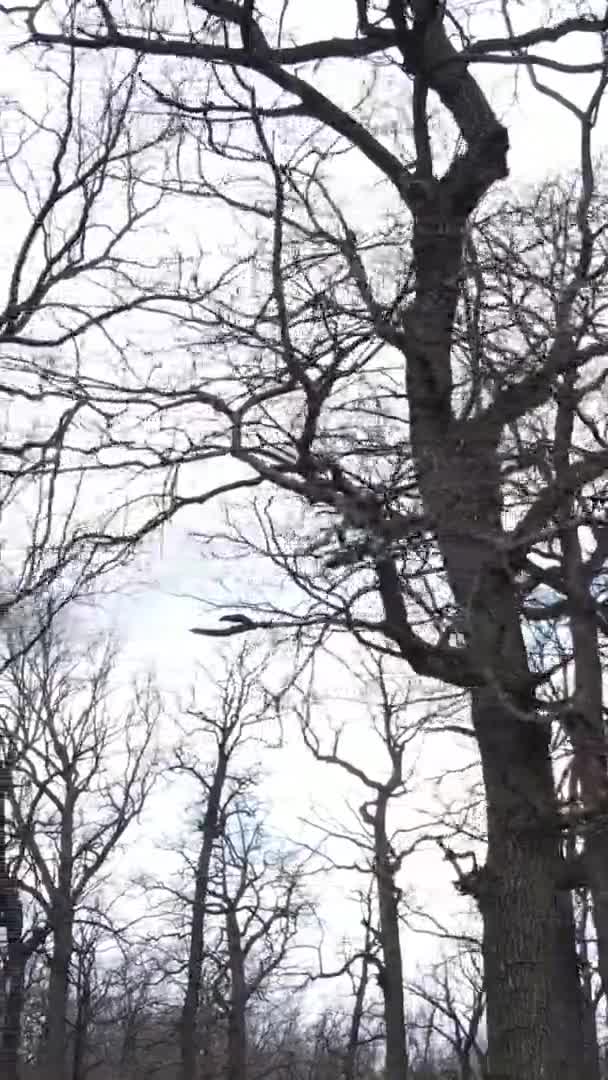 Vertical video of the forest with trees without leaves — Stock Video