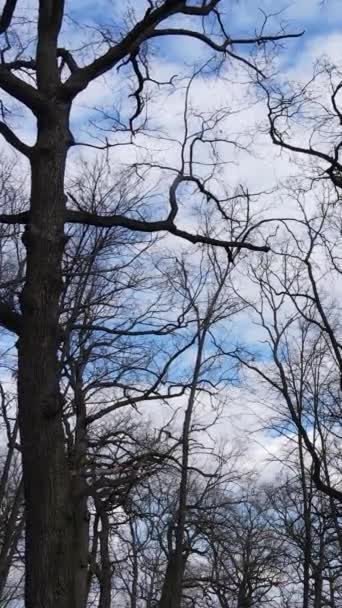 Vertical video of the forest with trees without leaves — Stock Video