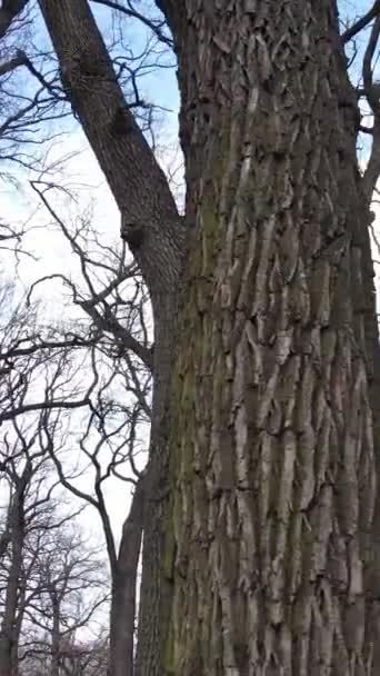 Ağaçların yapraksız olduğu ormanın dikey videosu — Stok video