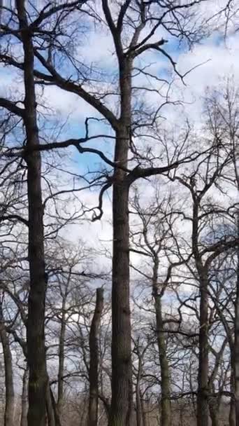 Video verticale della foresta con alberi senza foglie — Video Stock