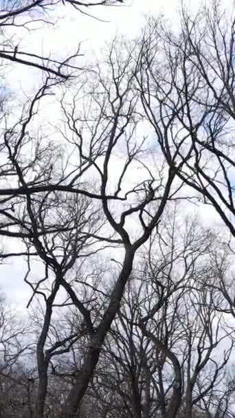 Vertikal video av skogen med träd utan blad — Stockvideo