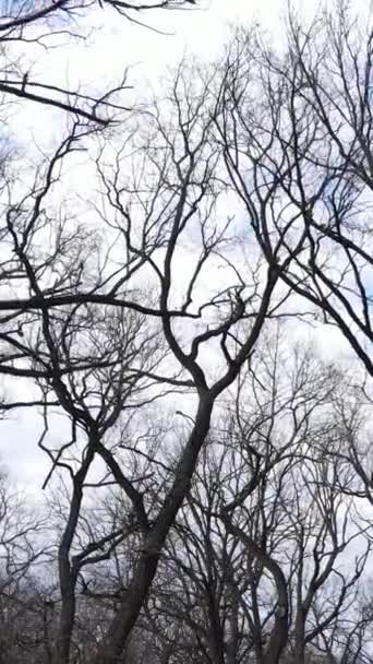 Verticale video van het bos met bomen zonder bladeren — Stockvideo