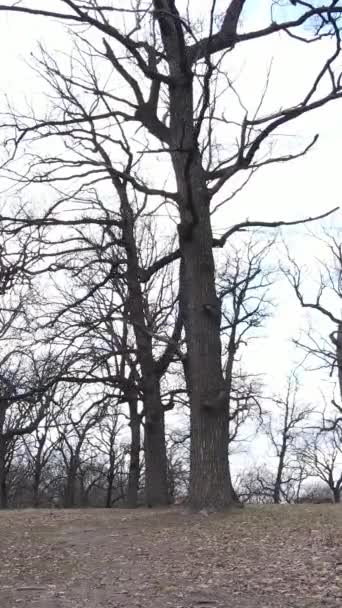 Video vertikal dari hutan dengan pohon tanpa daun — Stok Video