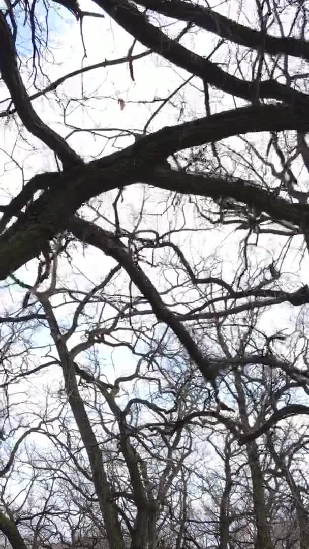 Vidéo verticale de la forêt avec des arbres sans feuilles — Video