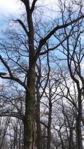 Vidéo verticale de la forêt avec des arbres sans feuilles — Video