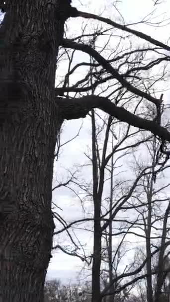 Vertikales Video des Waldes mit Bäumen ohne Blätter — Stockvideo