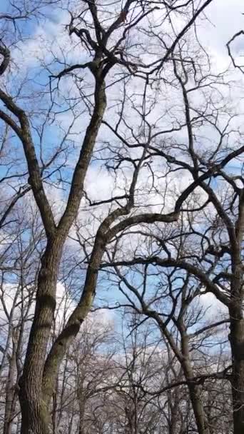 Pionowe wideo lasu z drzewami bez liści — Wideo stockowe