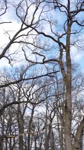 Vidéo verticale de la forêt avec des arbres sans feuilles — Video