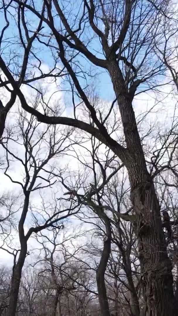 Vertical video of the forest with trees without leaves — Stock Video