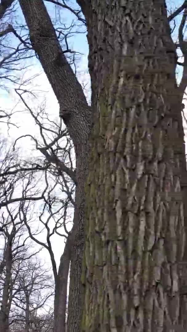 Vertikal video av skogen med träd utan blad — Stockvideo