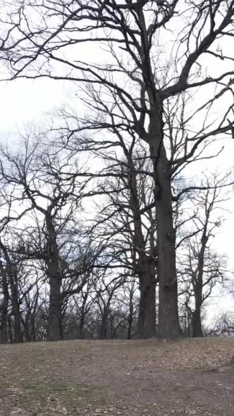 Κατακόρυφο βίντεο του δάσους με δέντρα χωρίς φύλλα — Αρχείο Βίντεο