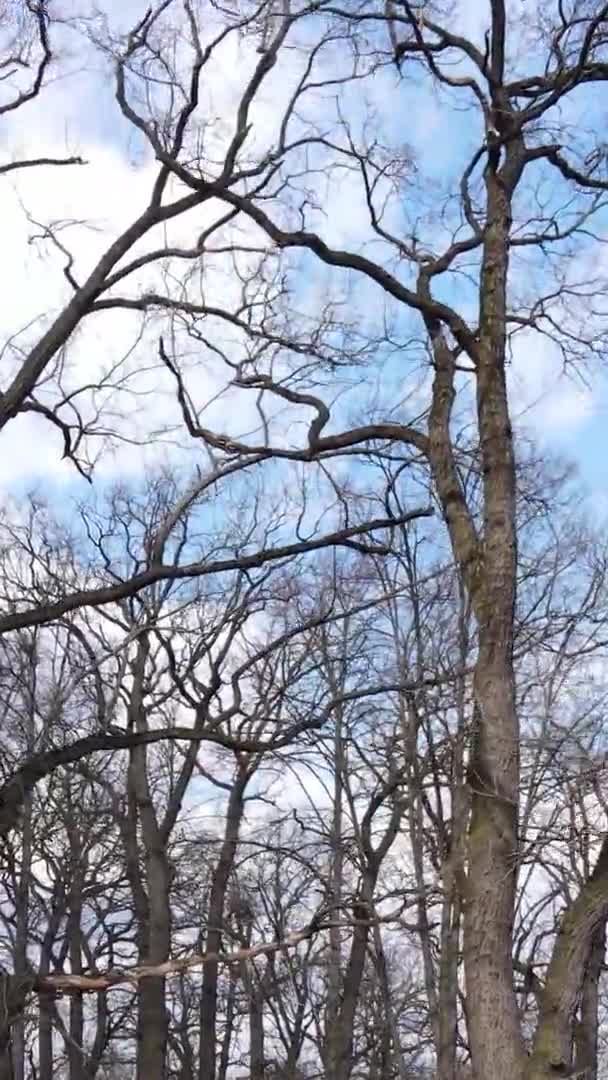 Вертикальное видео леса с деревьями без листьев — стоковое видео