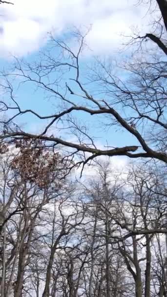 Vídeo vertical da floresta com árvores sem folhas — Vídeo de Stock